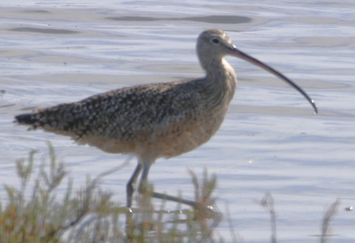 Long-billed Curlew - ML616469019