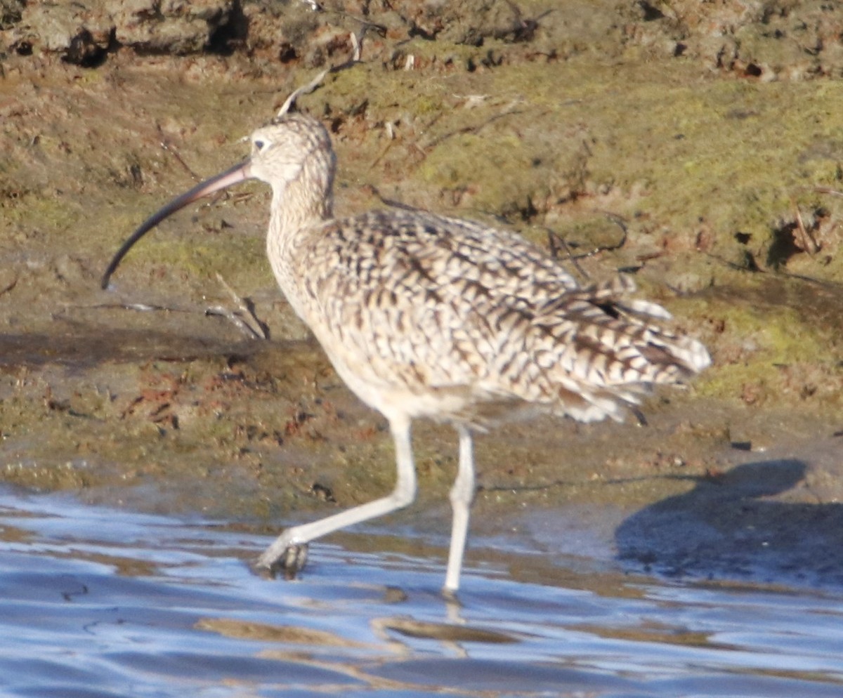 Long-billed Curlew - ML616469044