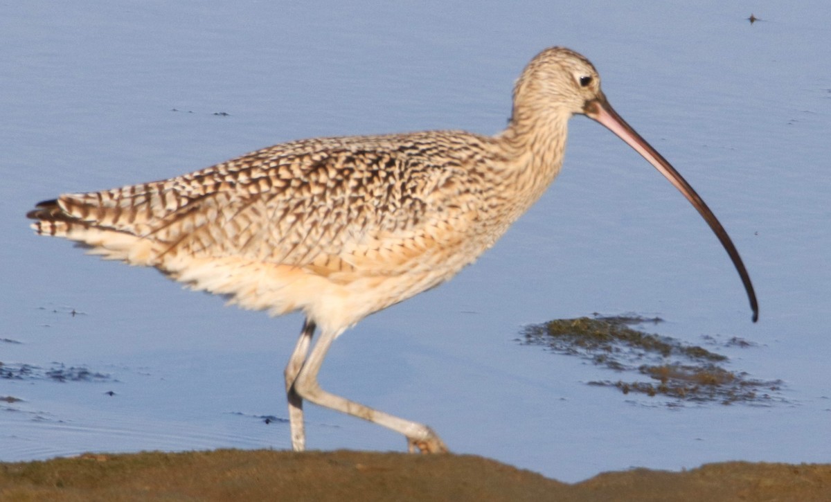 Long-billed Curlew - ML616469045