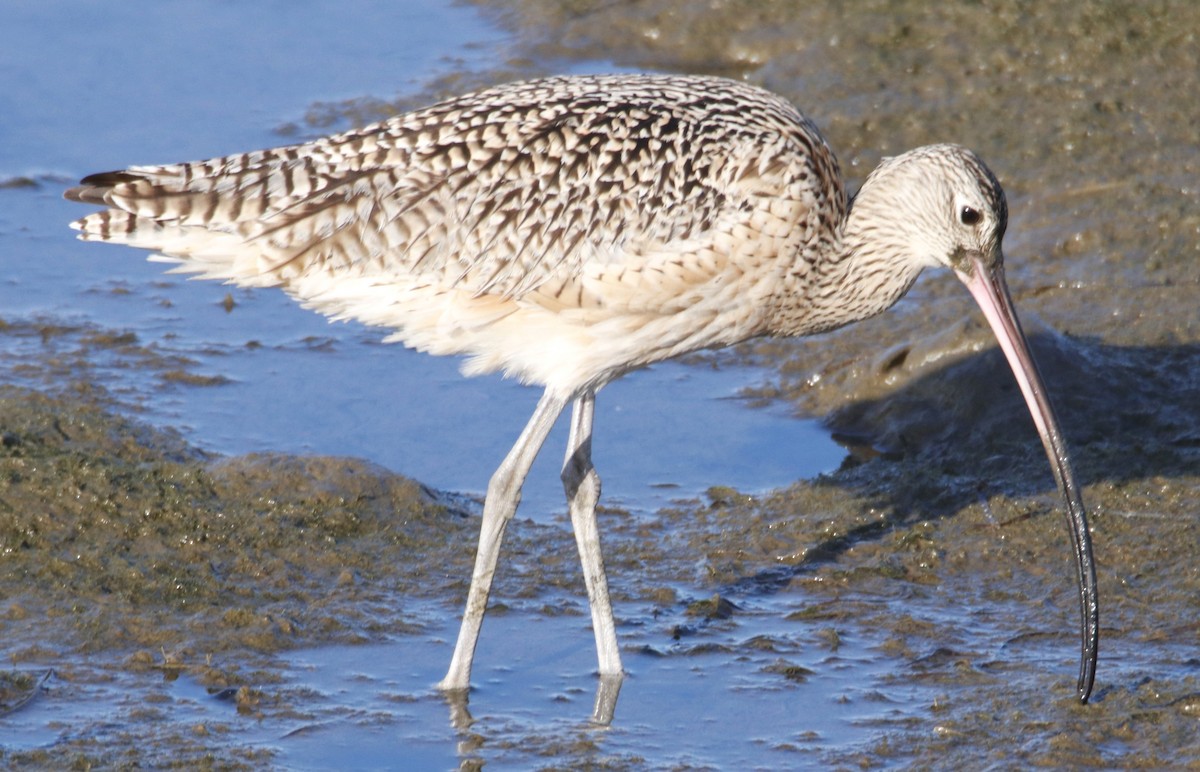 Long-billed Curlew - ML616469046