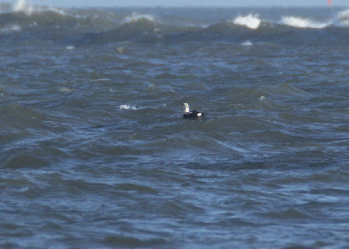 King Eider - ML616469072