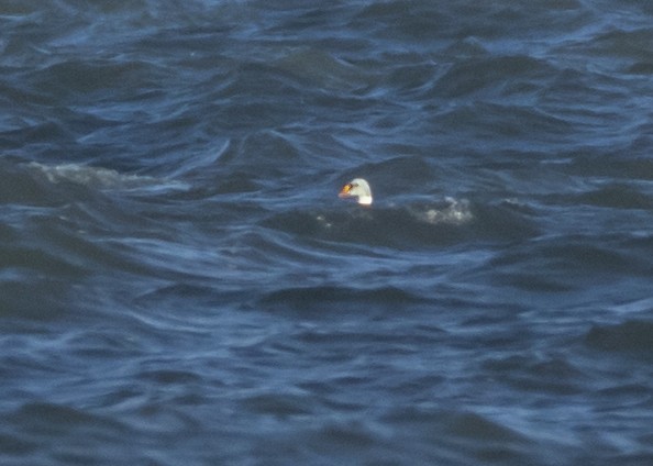 King Eider - ML616469073