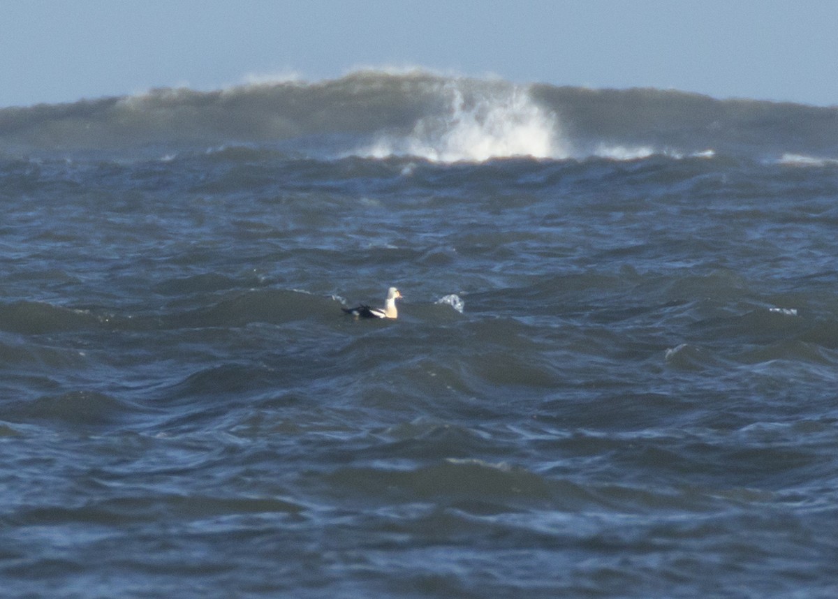 King Eider - ML616469075