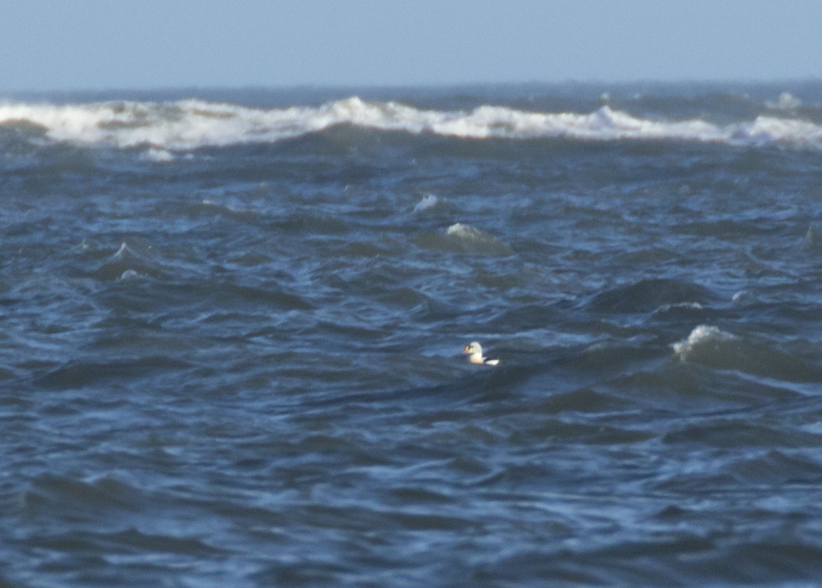King Eider - ML616469076
