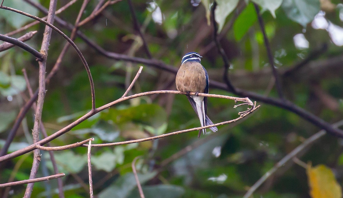 Whiskered Treeswift - ML616469082