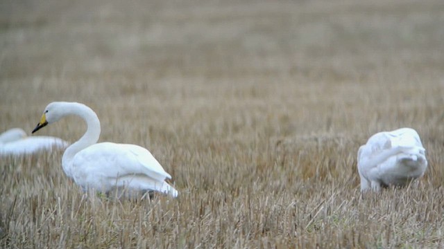 Whooper Swan - ML616469107