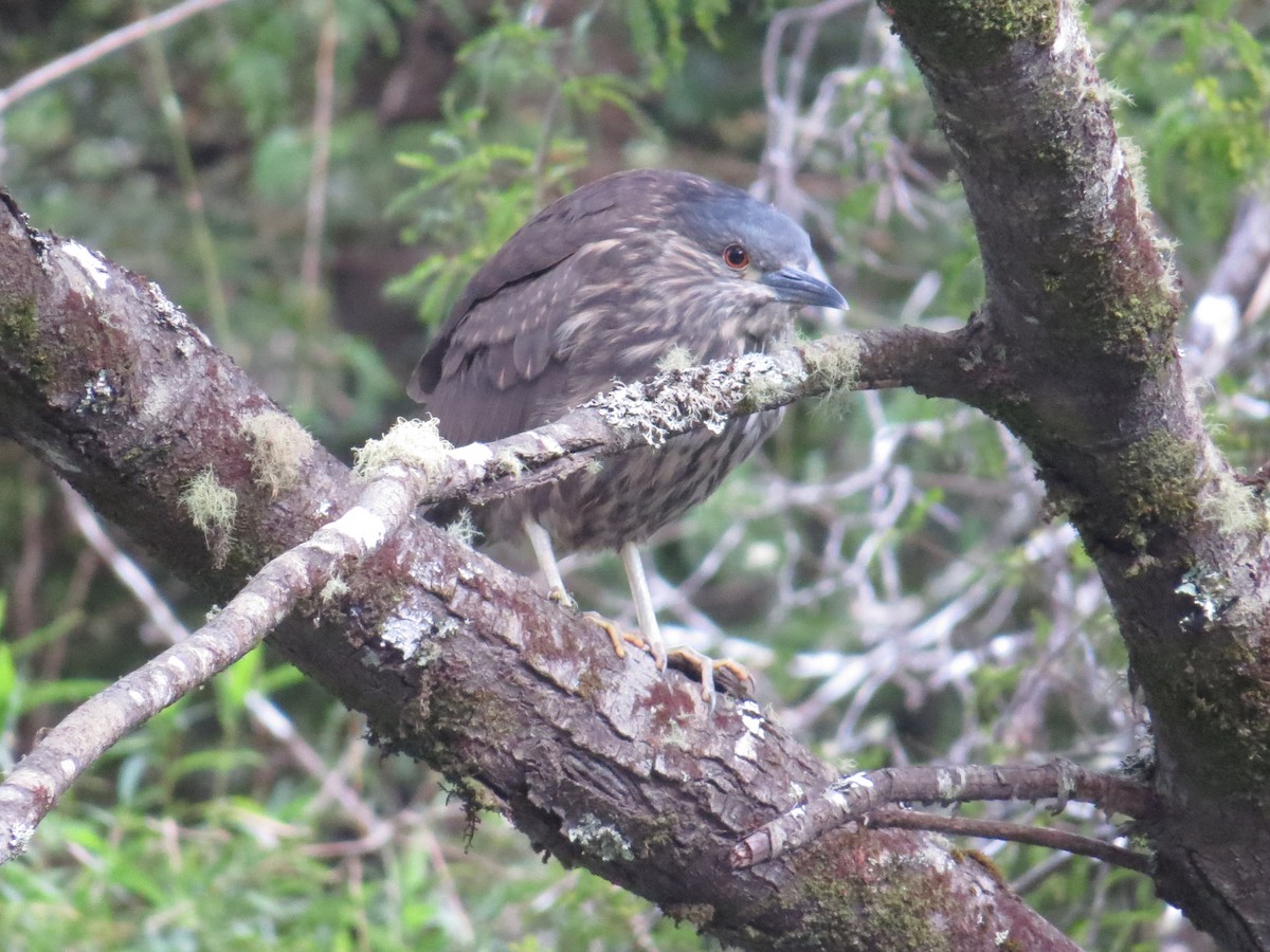 Black-crowned Night Heron - ML616469114