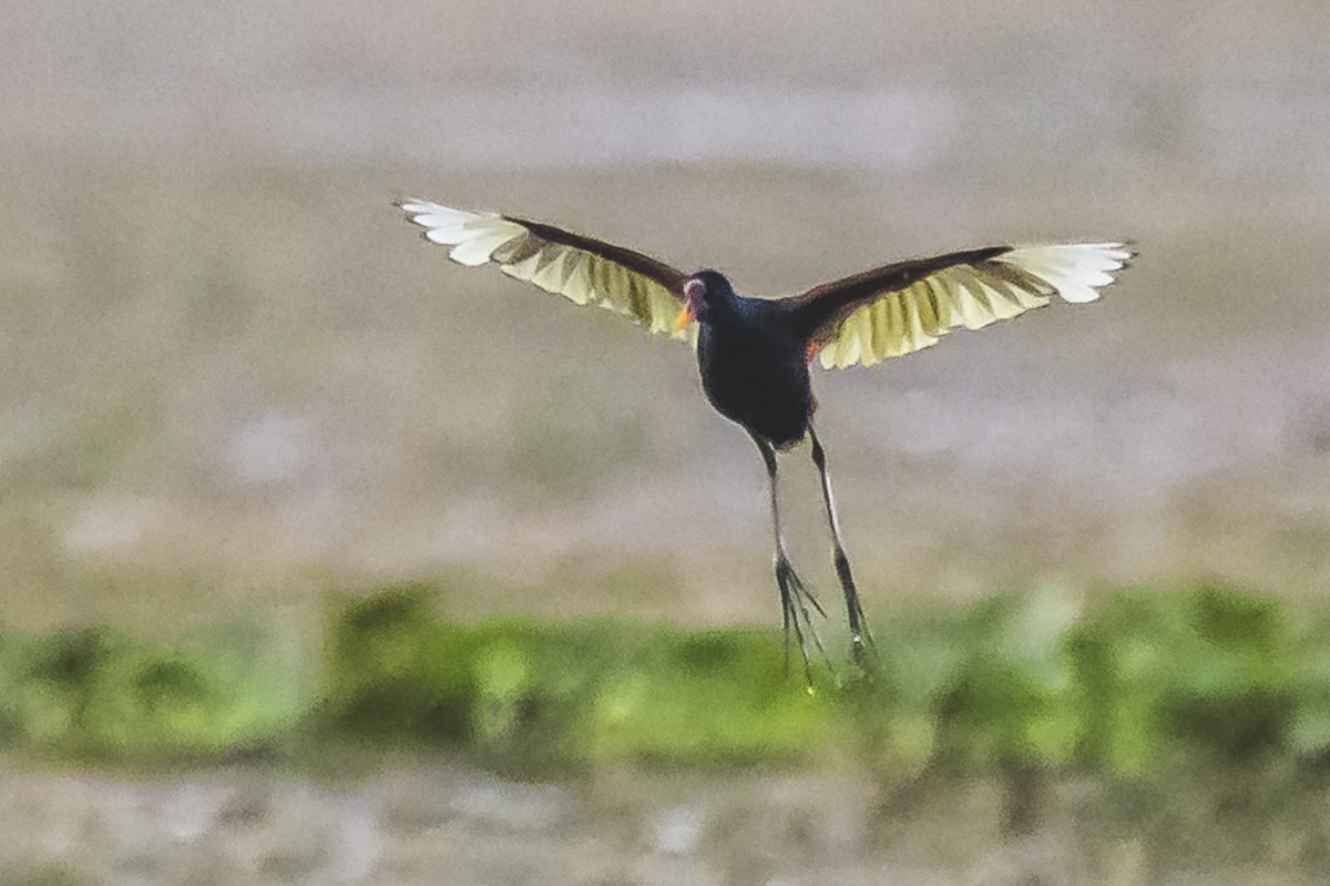 Wattled Jacana - ML616469180