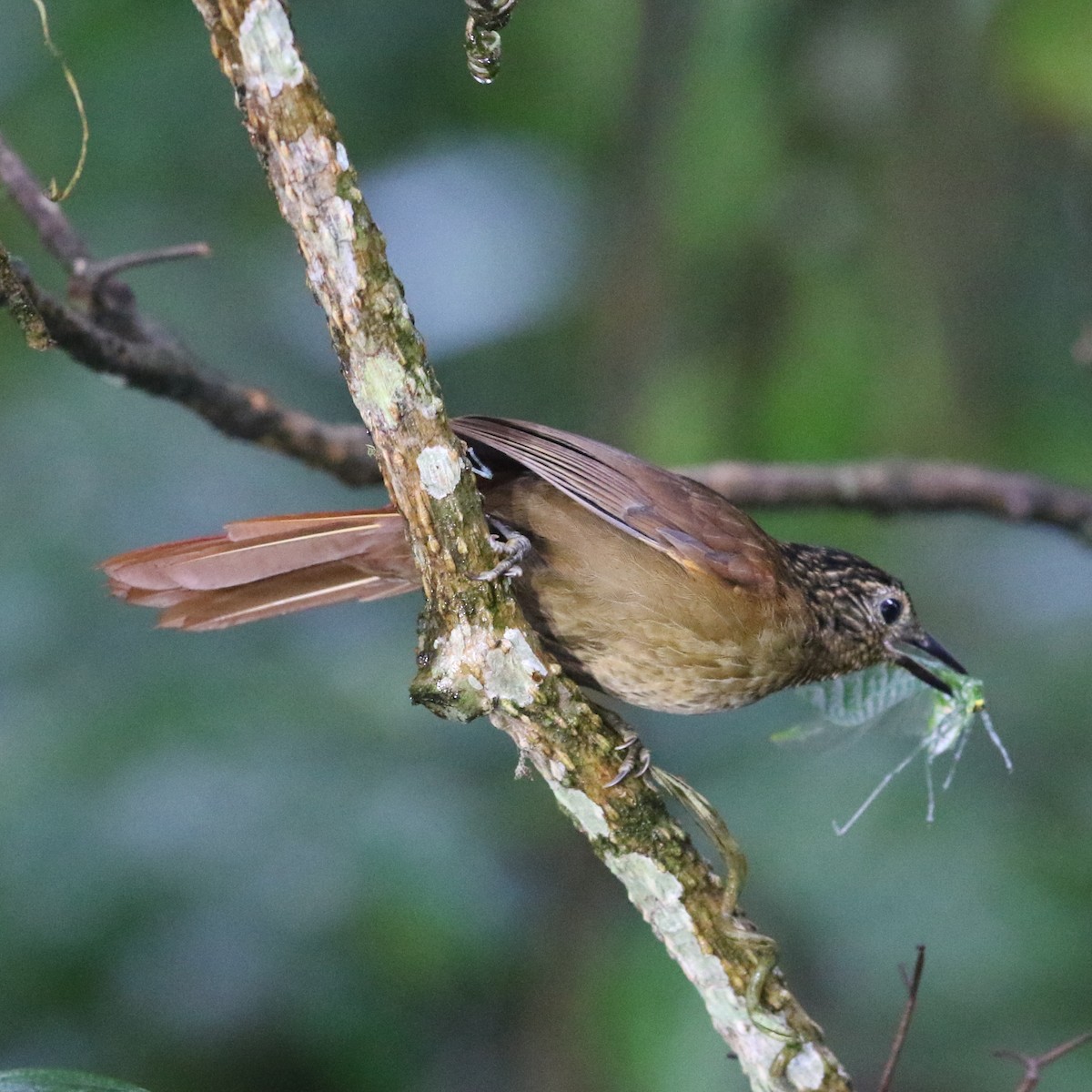 Black-billed Treehunter - Matthew Henderson