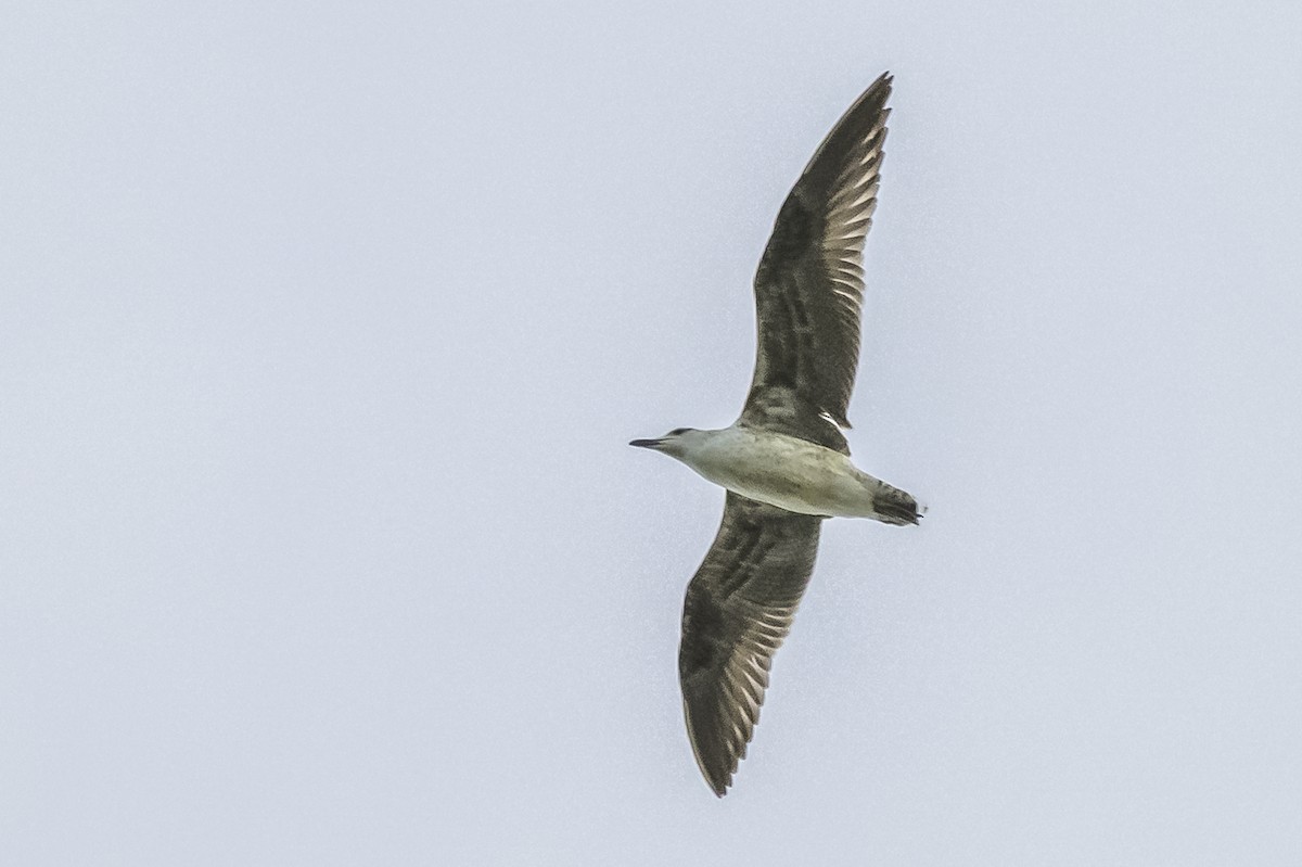 Kelp Gull - Amed Hernández