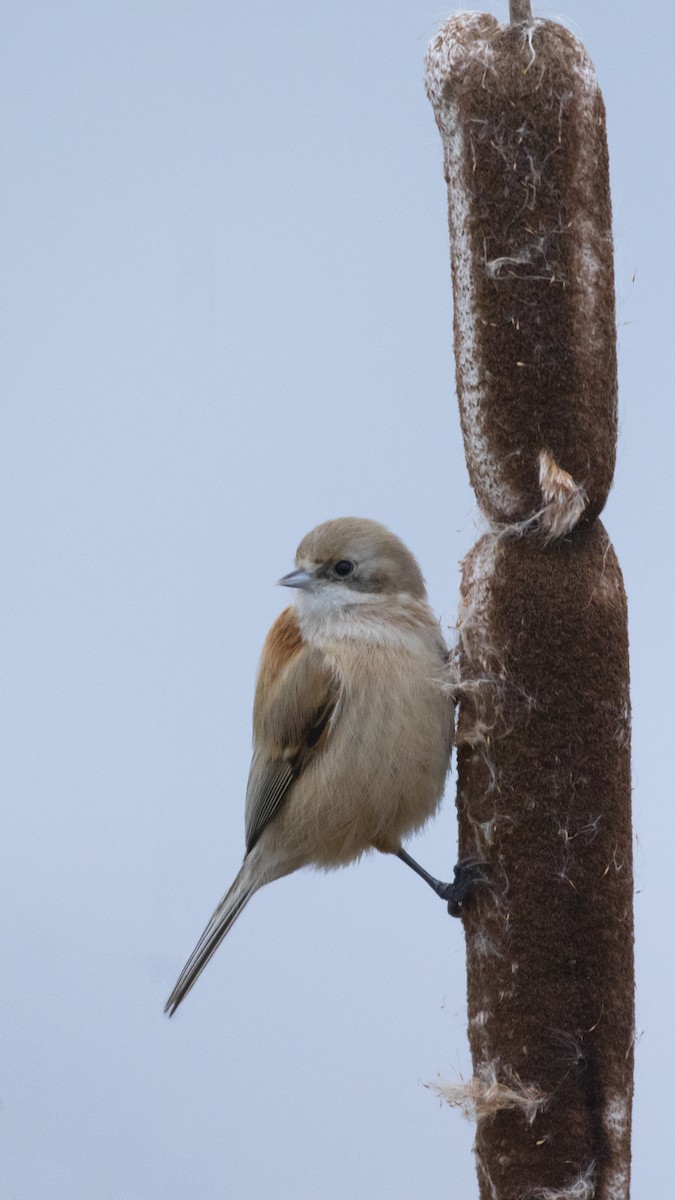 Eurasian Penduline-Tit - ML616469250