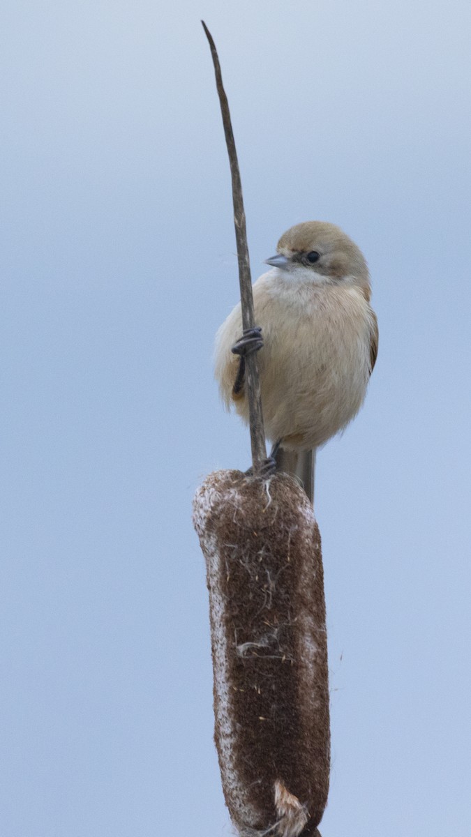 Eurasian Penduline-Tit - ML616469252