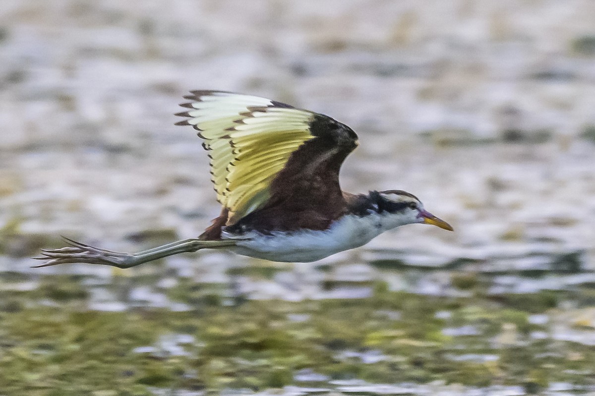 Wattled Jacana - Amed Hernández