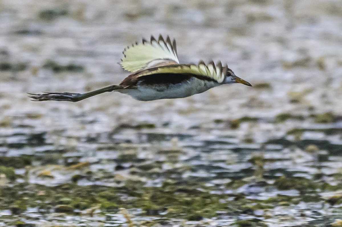 Wattled Jacana - Amed Hernández