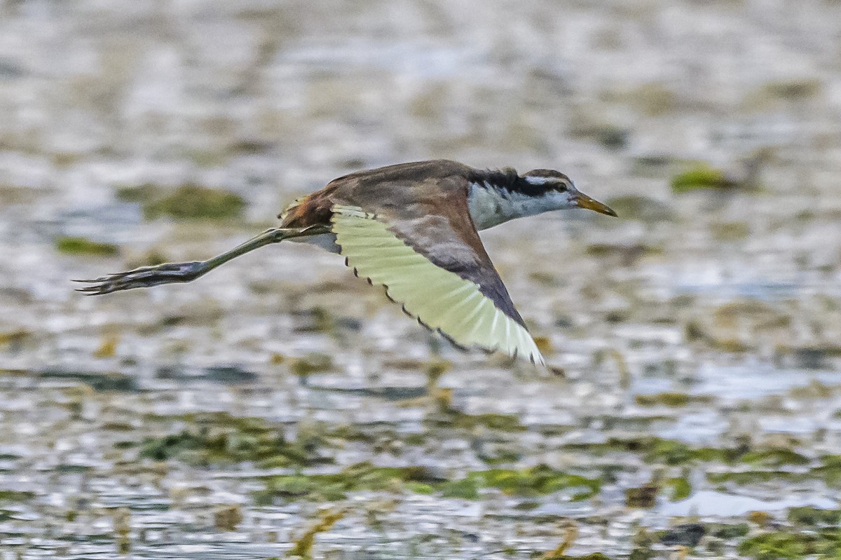 Wattled Jacana - Amed Hernández