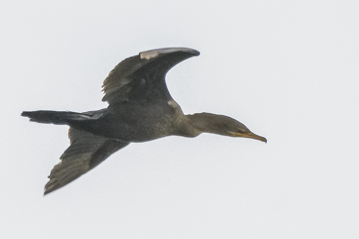 Neotropic Cormorant - Amed Hernández