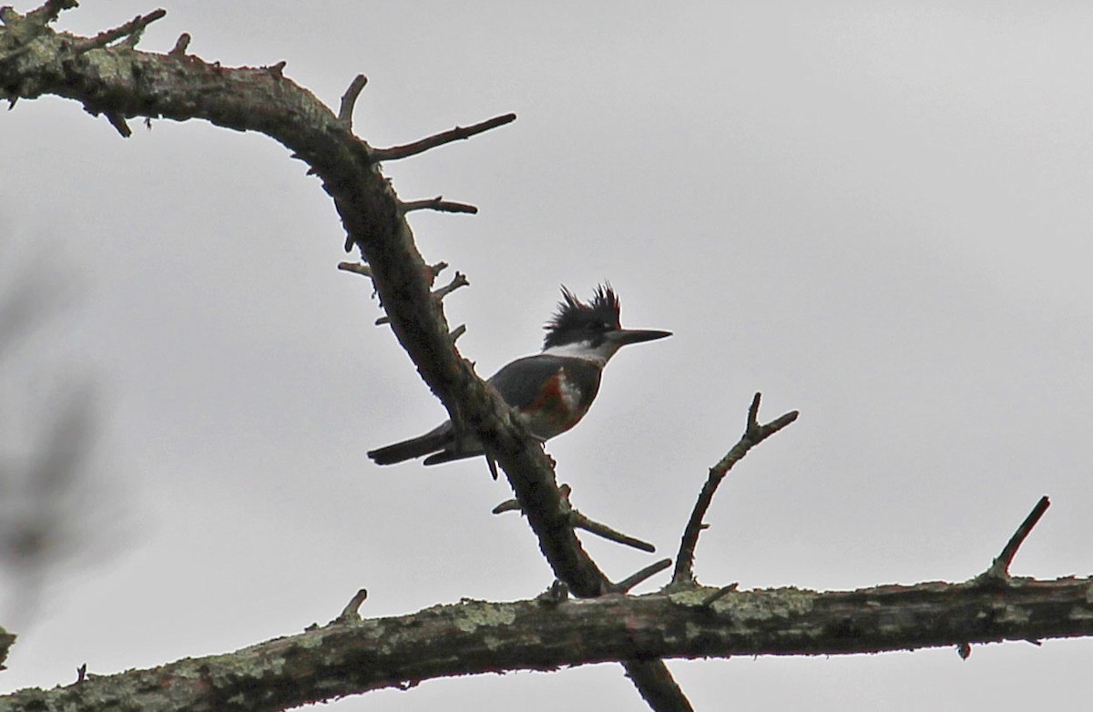 Belted Kingfisher - ML616469277