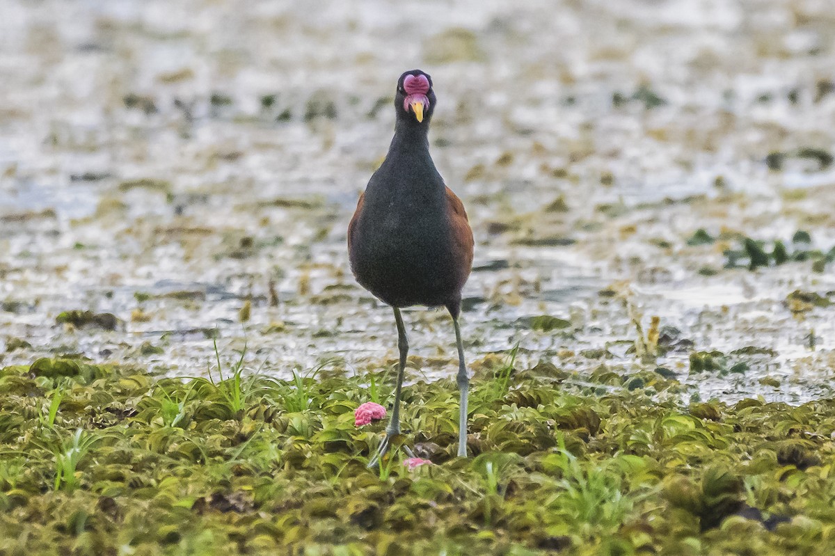 Wattled Jacana - Amed Hernández