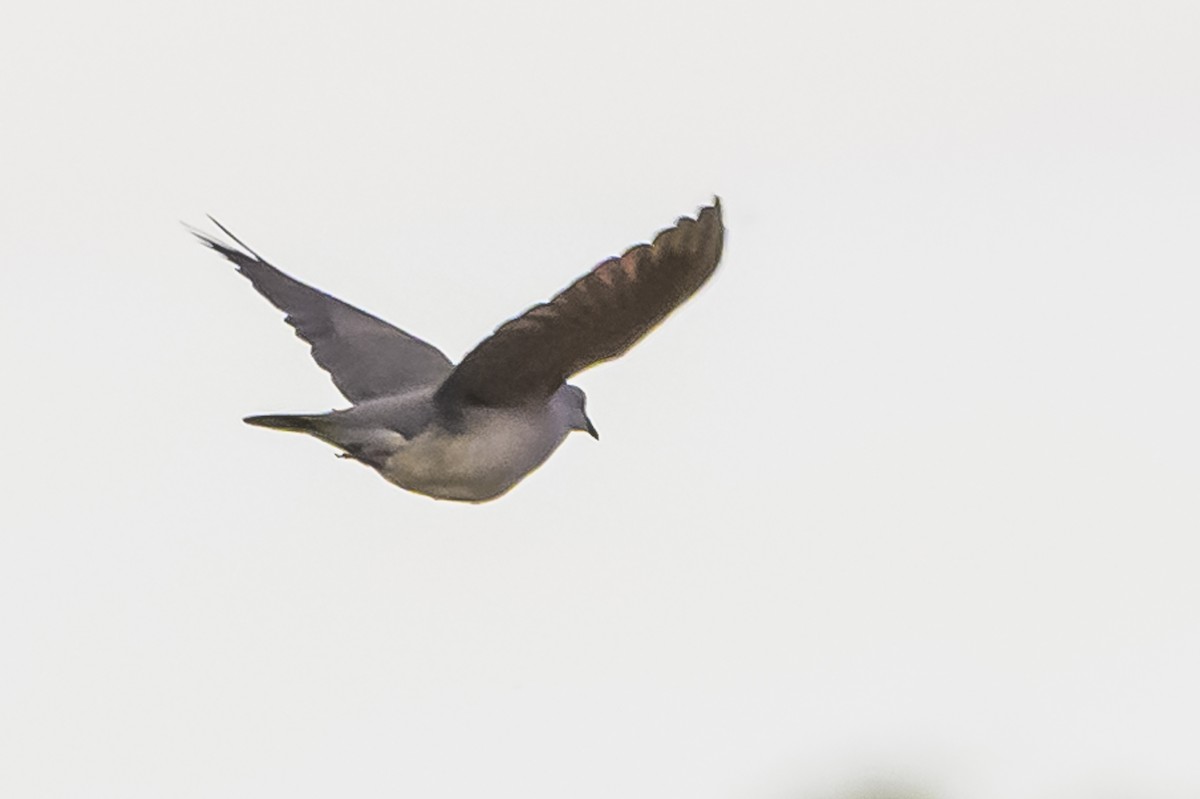 White-tipped Dove - Amed Hernández