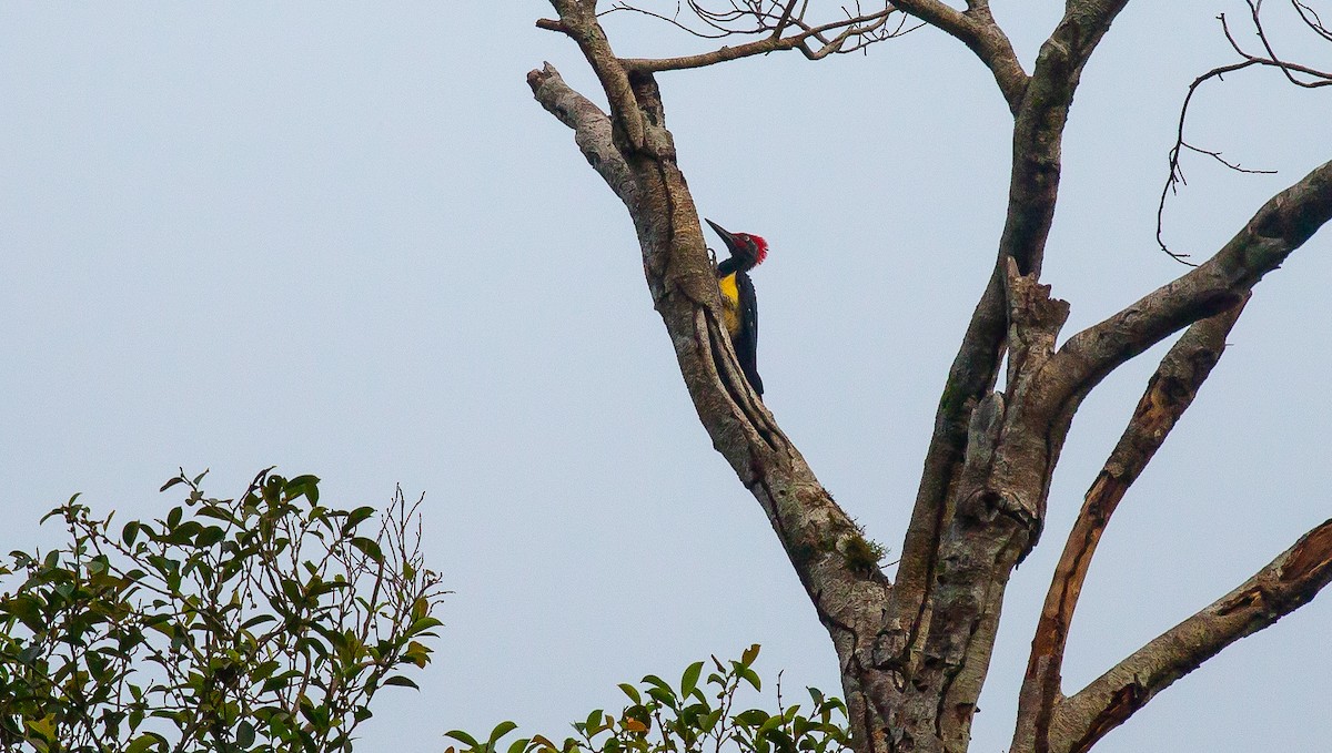 White-bellied Woodpecker - Brian Small