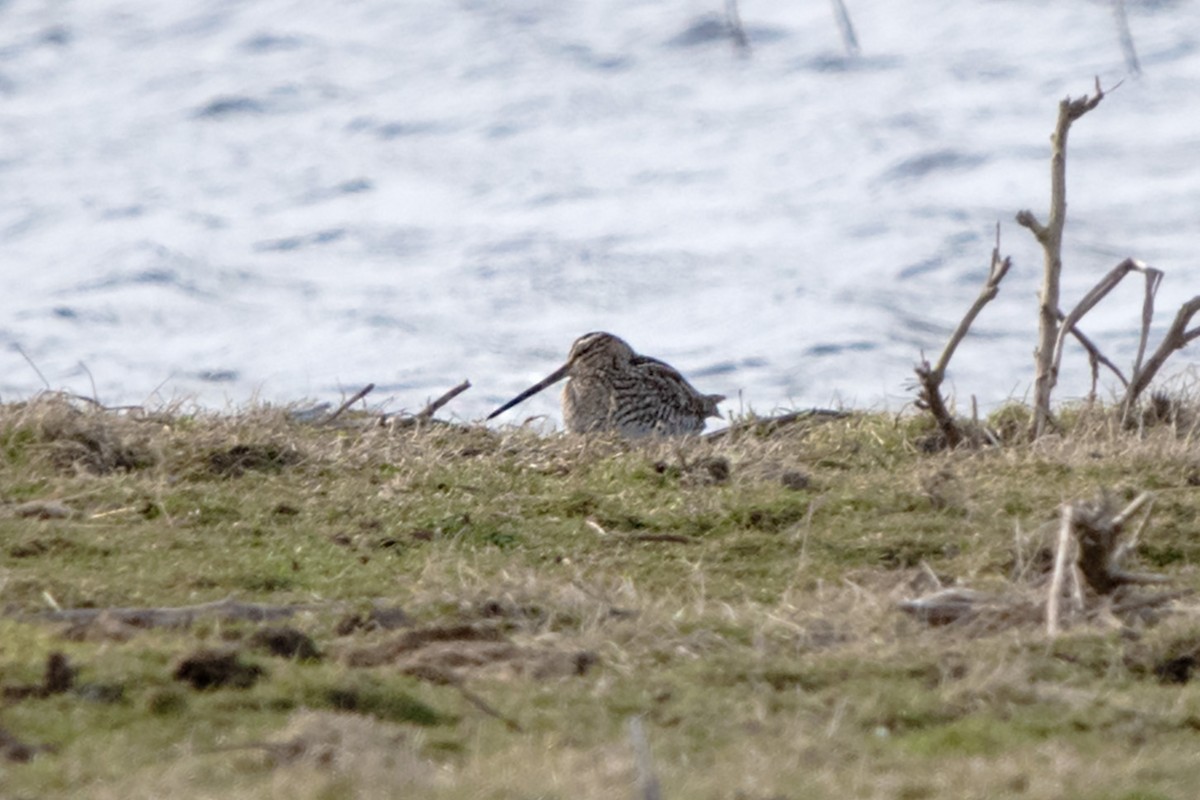 Wilson's Snipe - James Hatfield