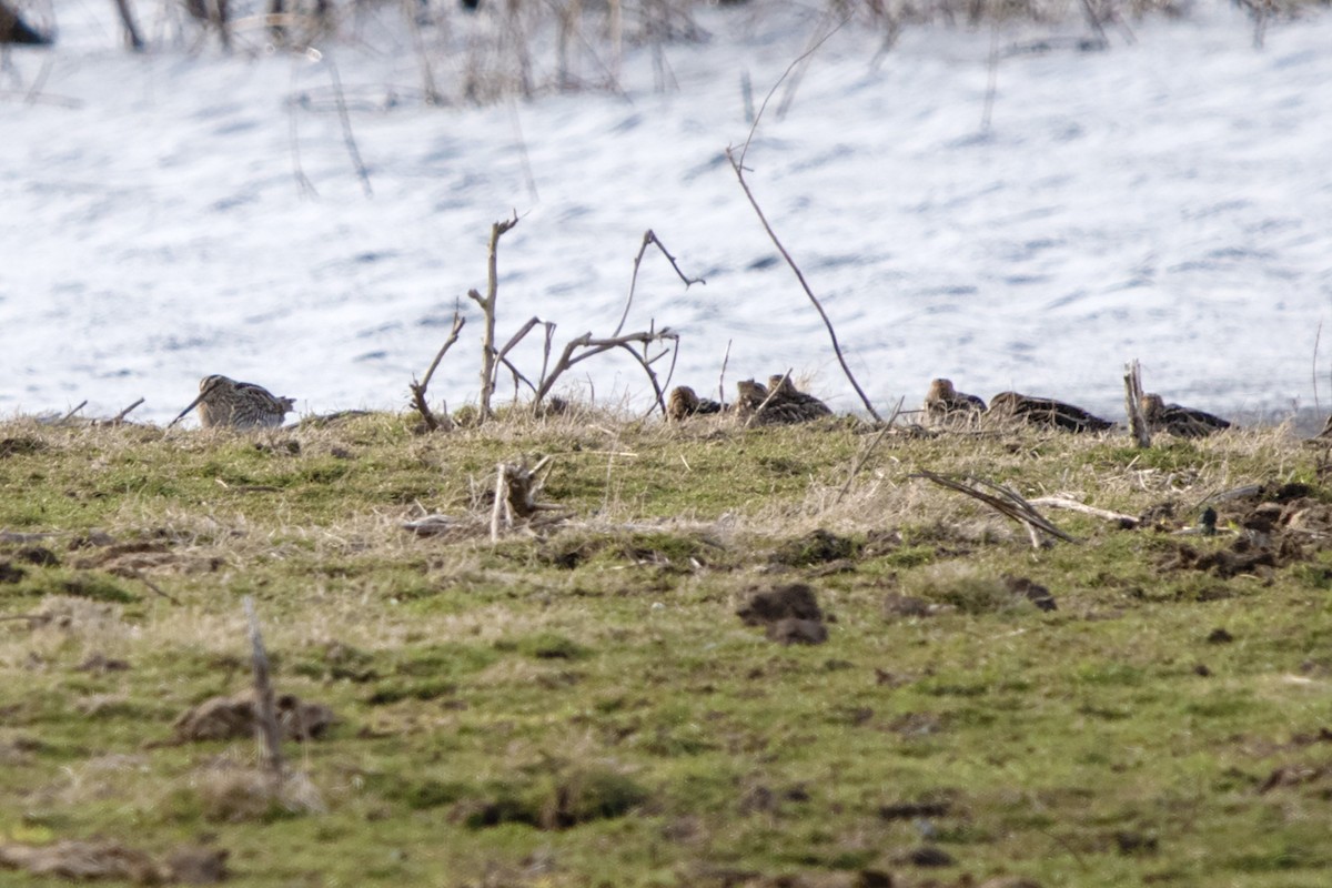 Wilson's Snipe - ML616469290