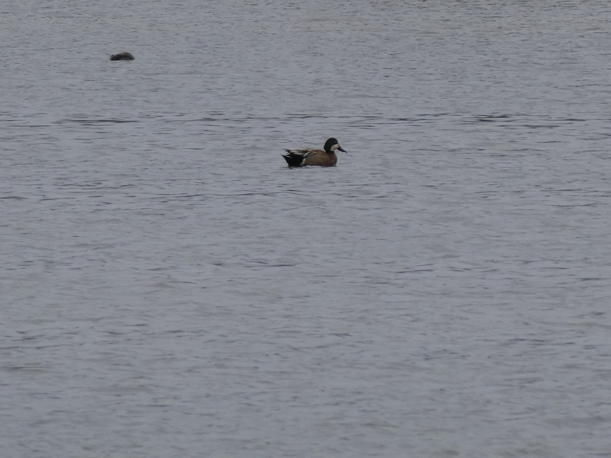 Northern Shoveler x Gadwall (hybrid) - ML616469315