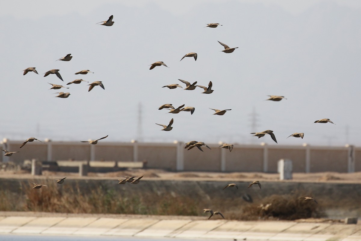 Spotted Sandgrouse - ML616469335