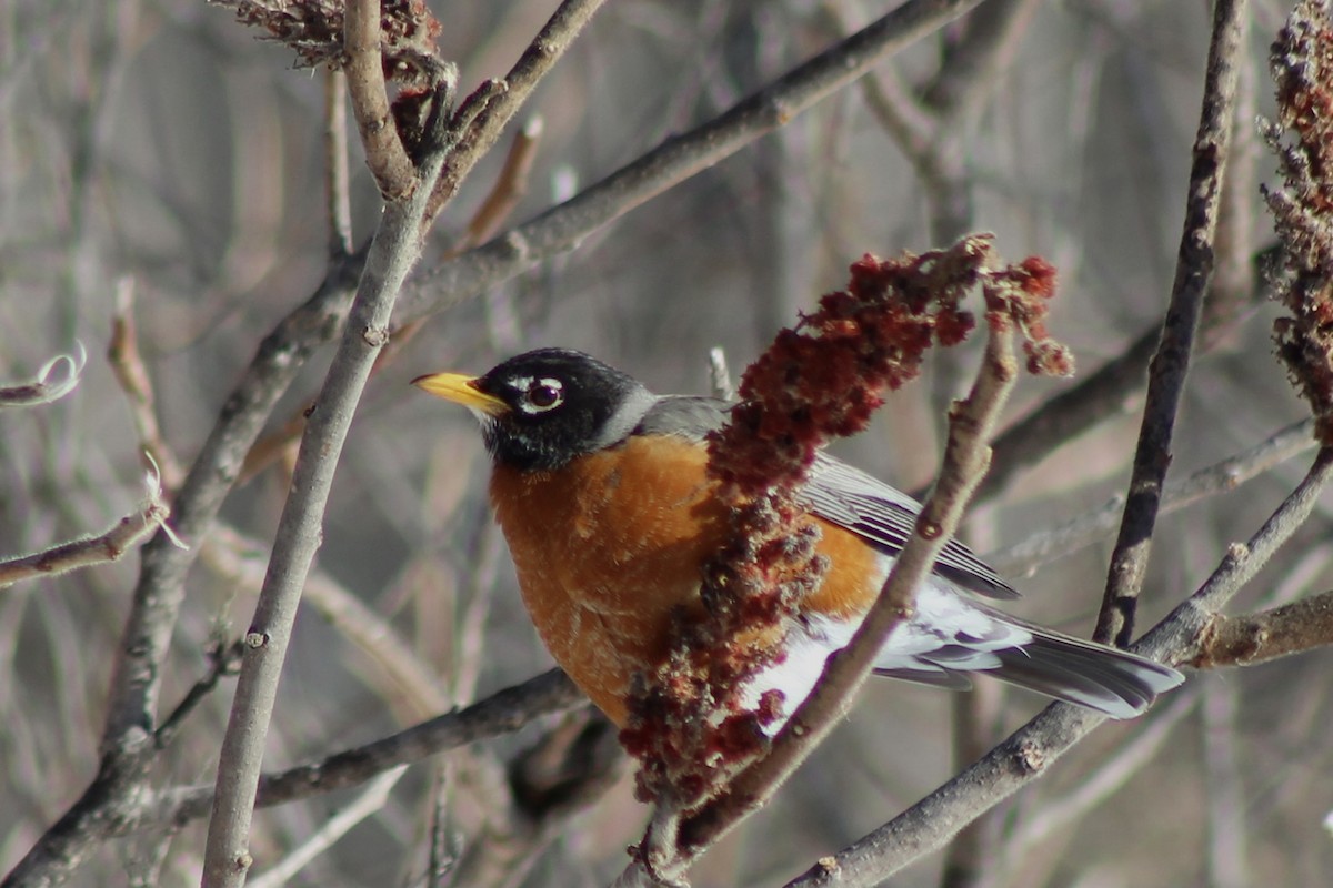 American Robin - ML616469362