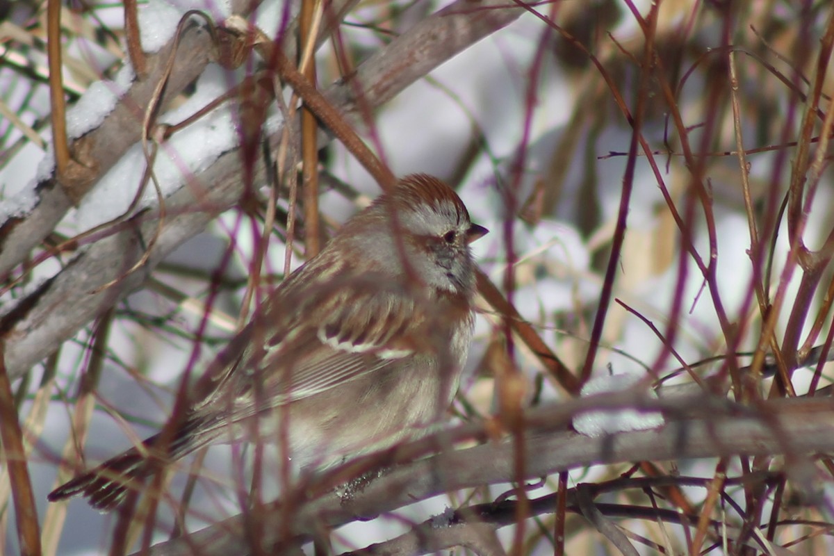 American Tree Sparrow - Myles Quirion
