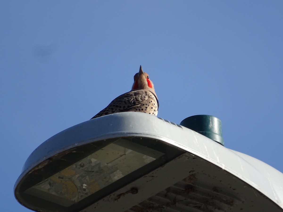 Rock Pigeon (Feral Pigeon) - ML616469378