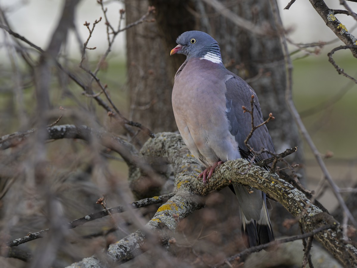 Common Wood-Pigeon - Radek Papranec