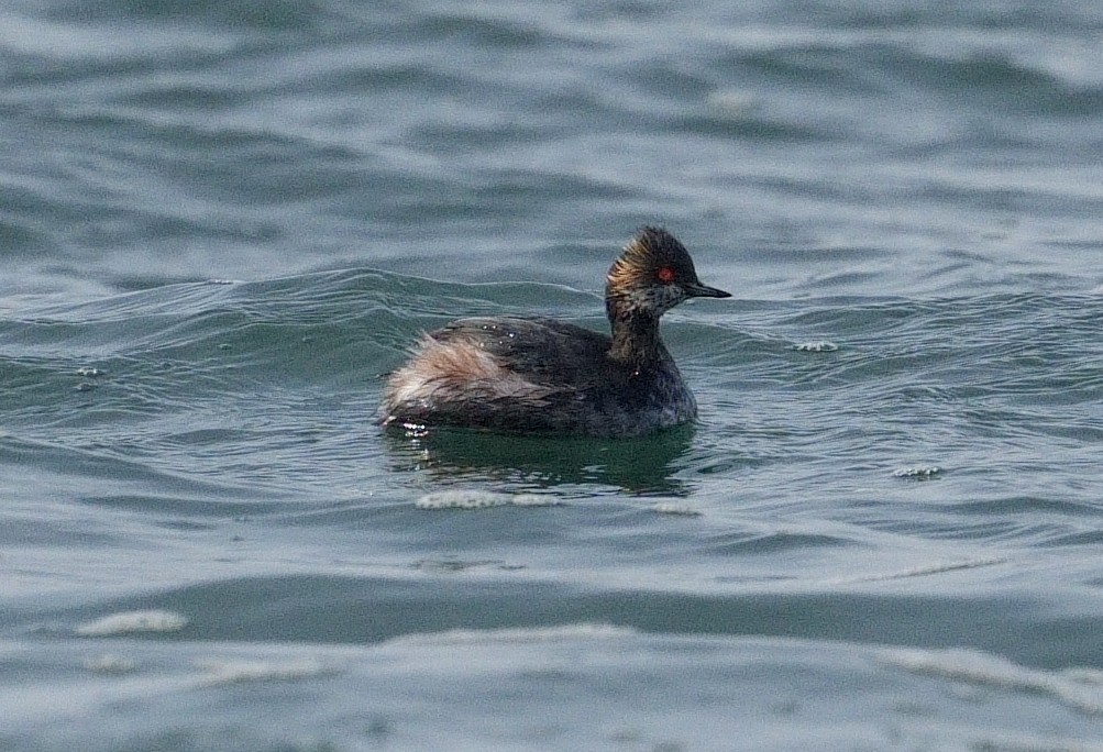 Eared Grebe - ML616469448