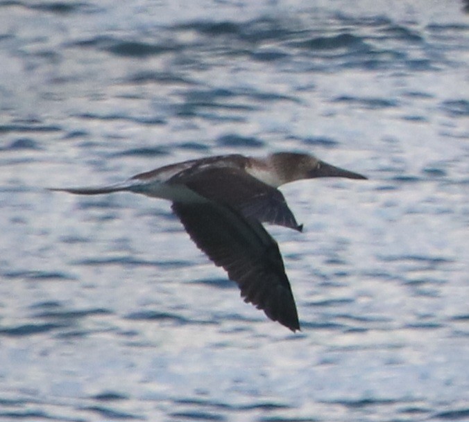 Blue-footed Booby - ML616469498
