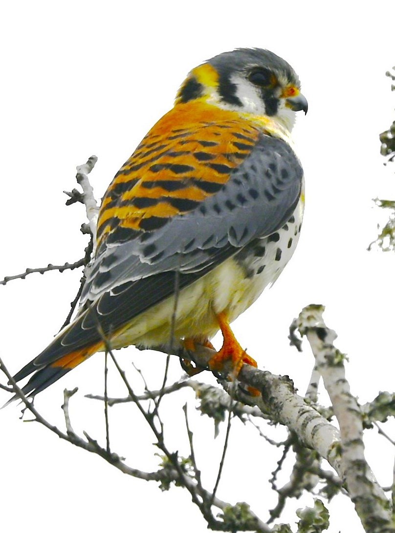 American Kestrel - ML616469527