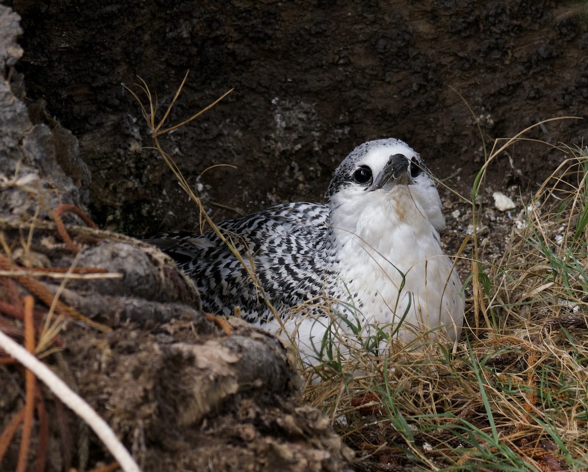 Rotschwanz-Tropikvogel - ML616469587