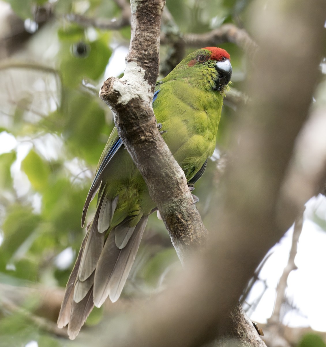 Norfolk Island Parakeet - ML616469602