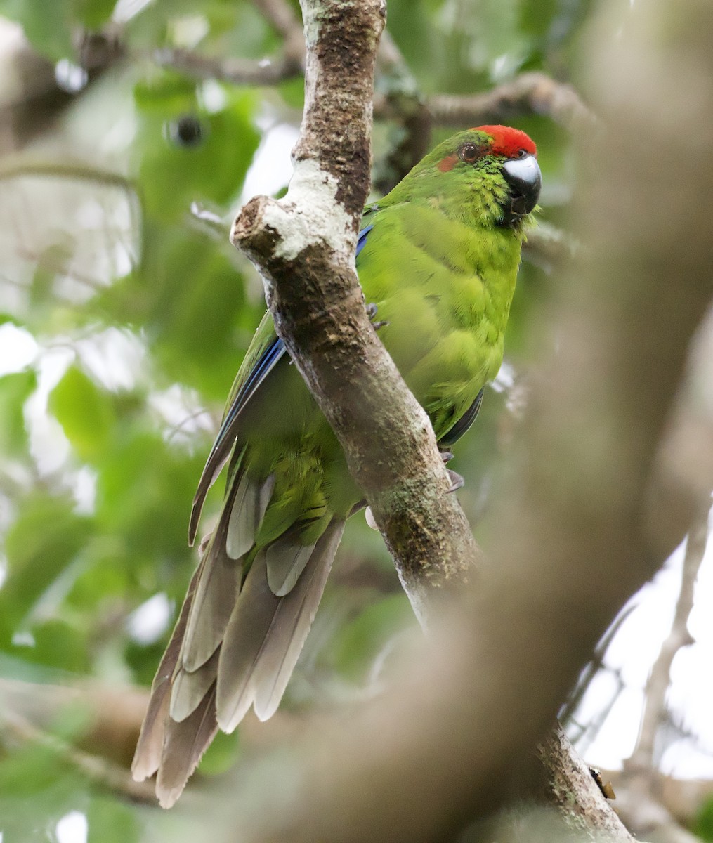 Norfolk Island Parakeet - ML616469603