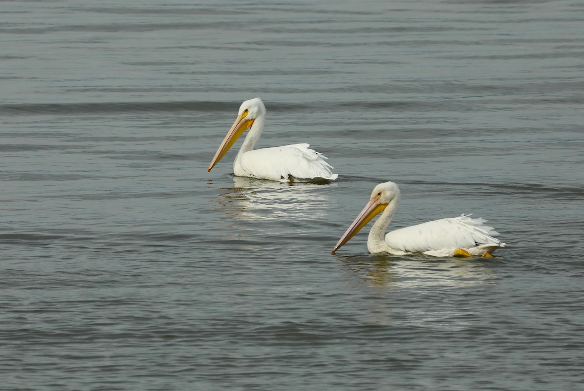 American White Pelican - ML616469625