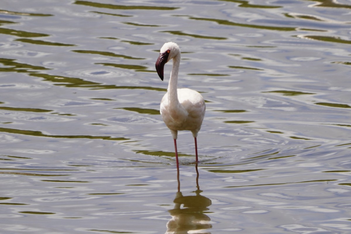 Lesser Flamingo - ML616469649