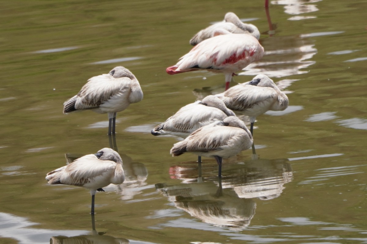 Lesser Flamingo - ML616469651