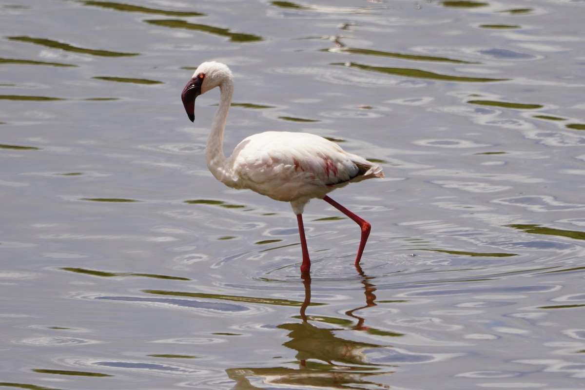 Lesser Flamingo - ML616469652
