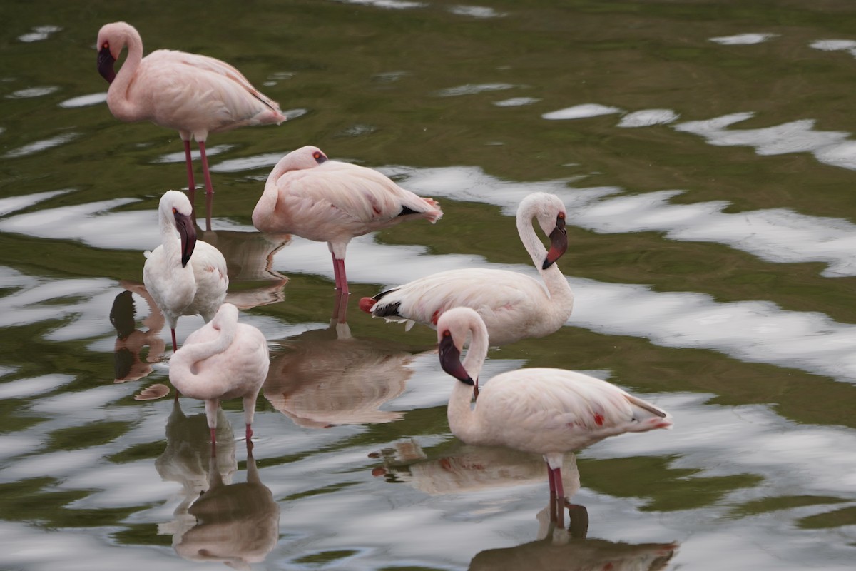 Lesser Flamingo - ML616469654