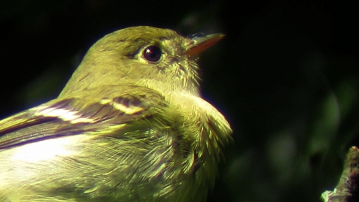 Yellow-bellied Flycatcher - ML616469704