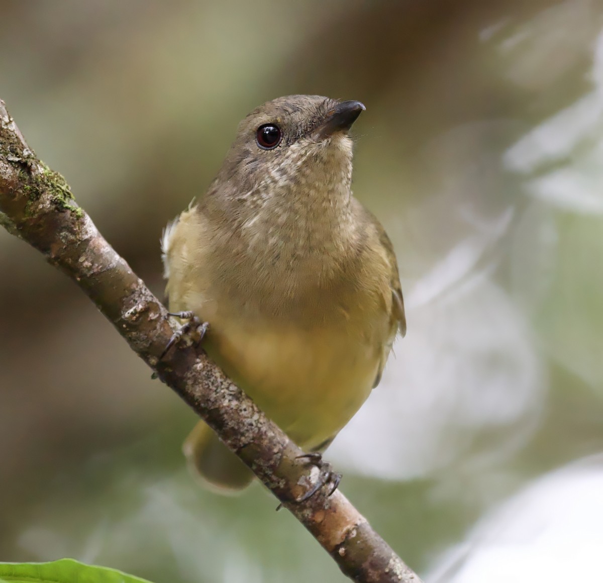 Golden Whistler - ML616469715