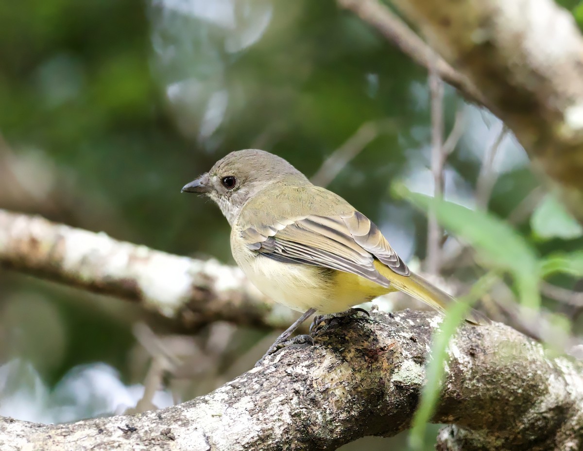 Golden Whistler - ML616469717