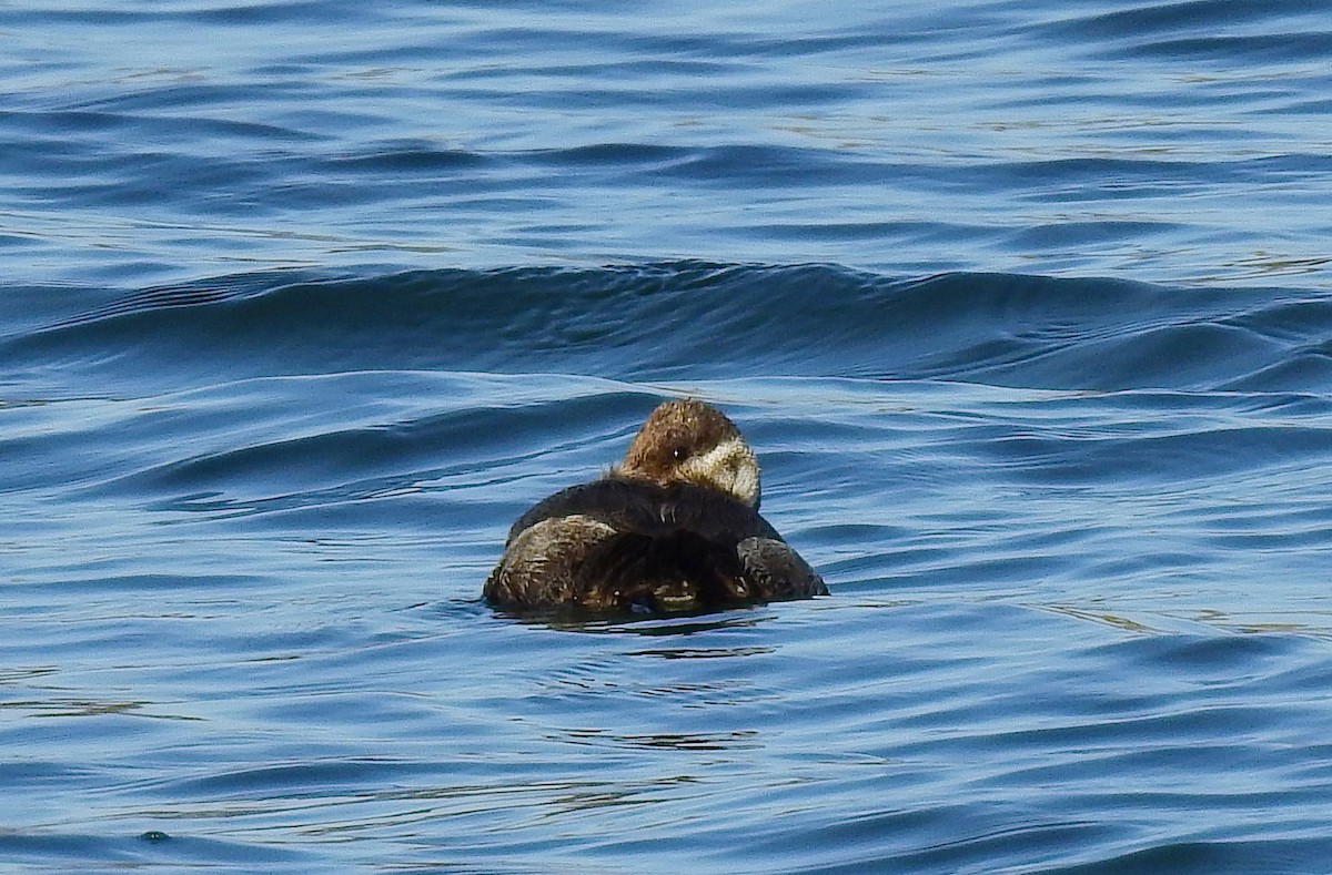 Ruddy Duck - ML616469795