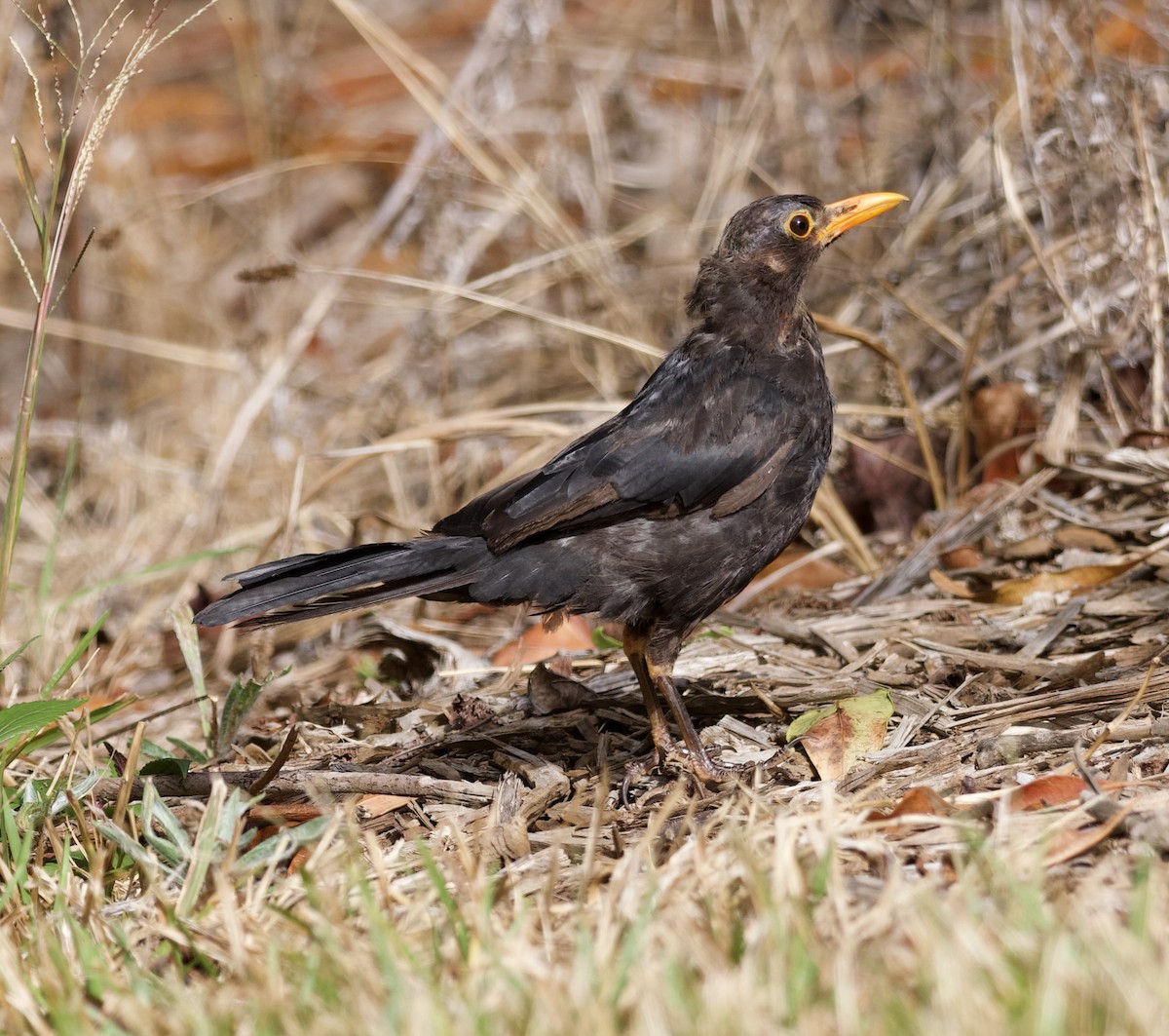 Eurasian Blackbird - John Gregory