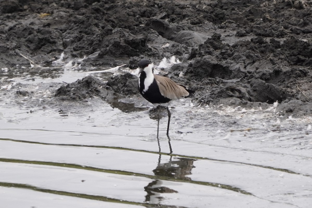 Spur-winged Lapwing - ML616469825