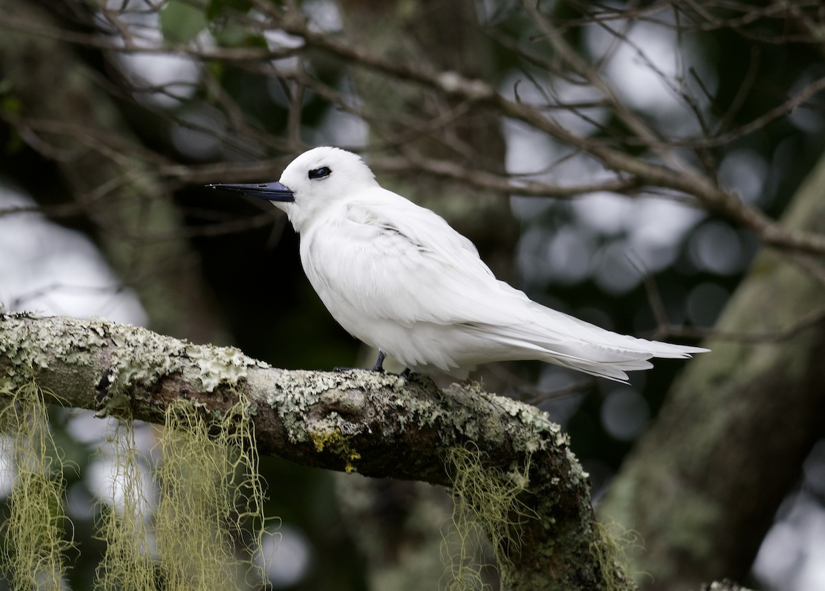 White Tern - ML616469955